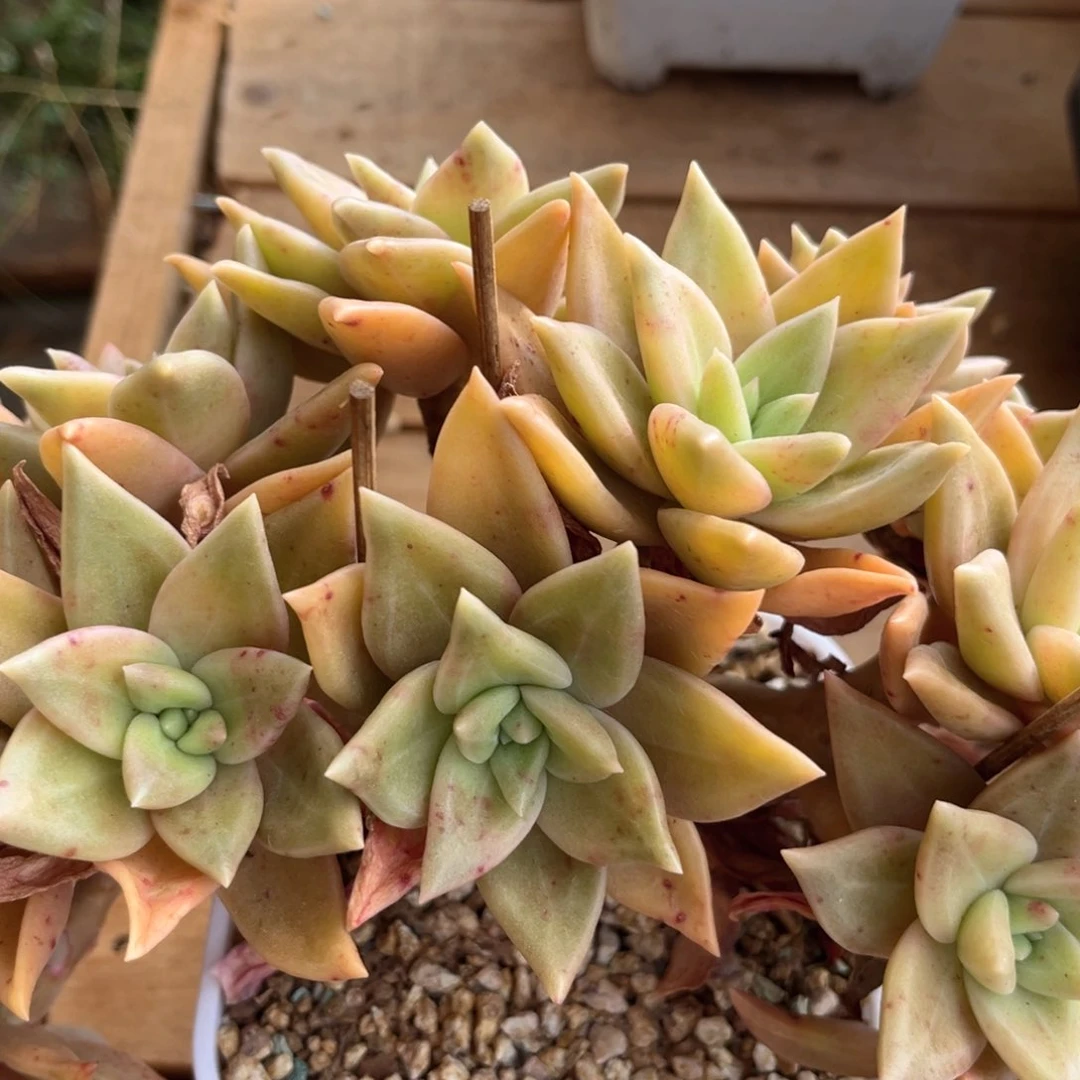 明**阳1.13-1黄金11111111111