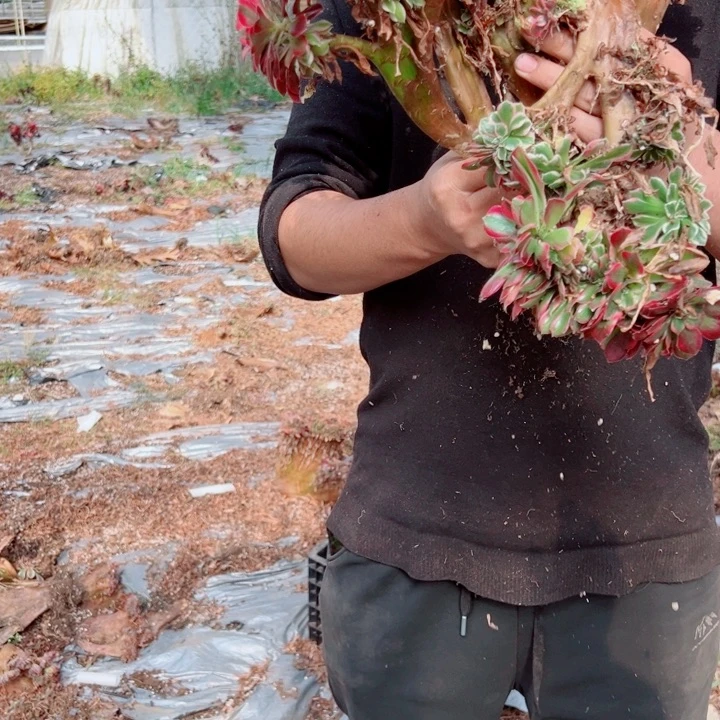 女郎醉话13号多肉法师