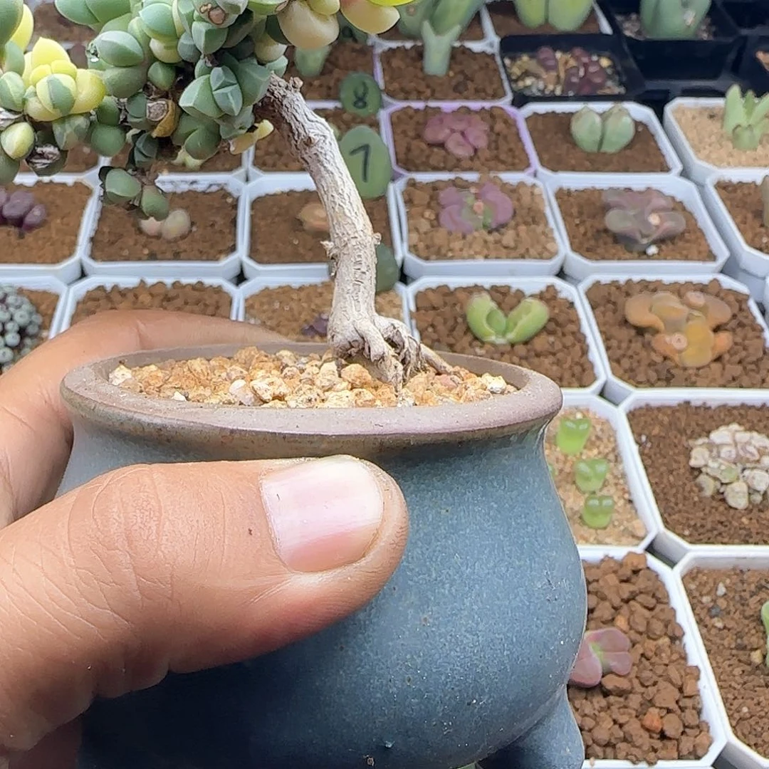 发****在哈哈快乐激素30714