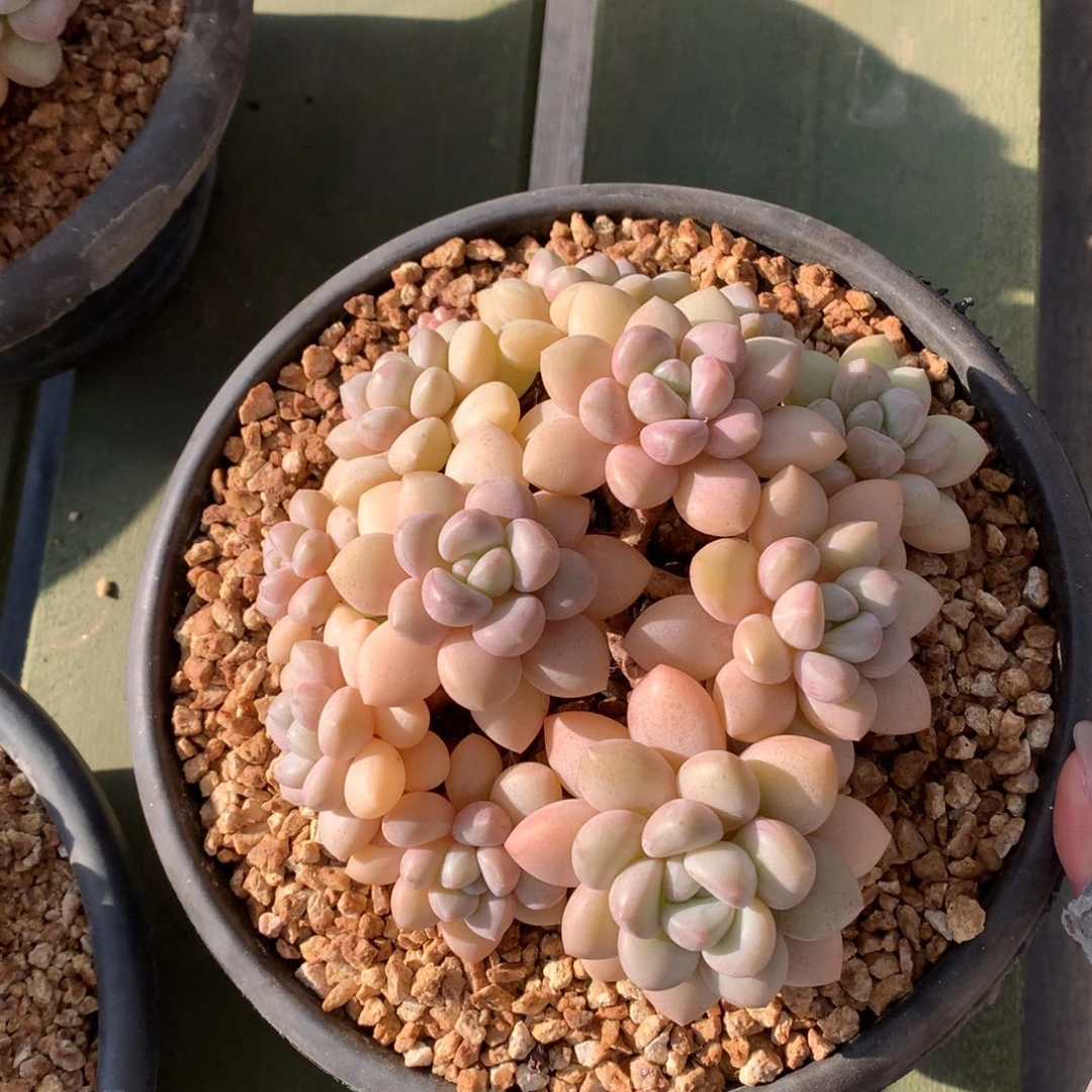 泡泡糖 多头 一颗