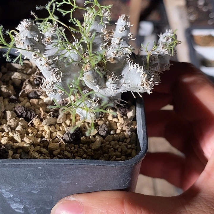 3337。   大白皮越界。