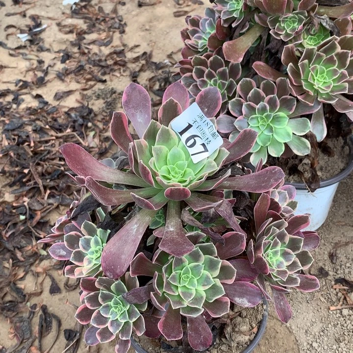 167金丝雀手捧东棚