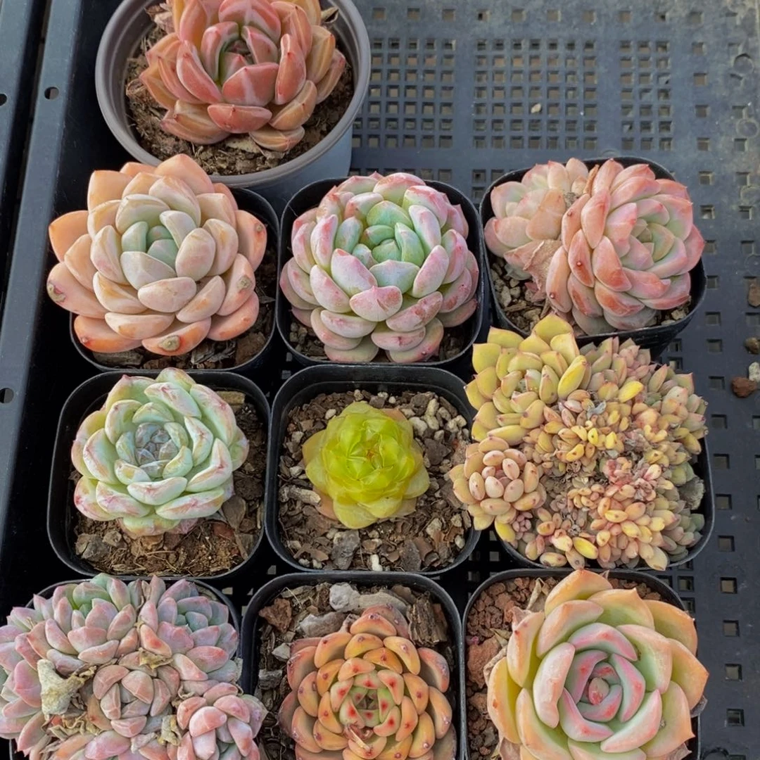 14 -精品福利框拍美肉十个