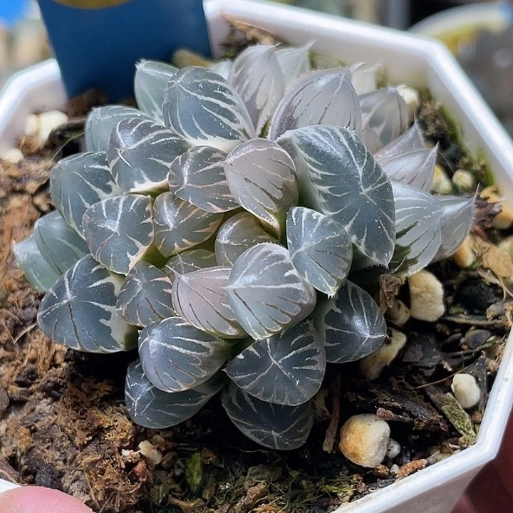 679双头白糊斑霓虹灯锦