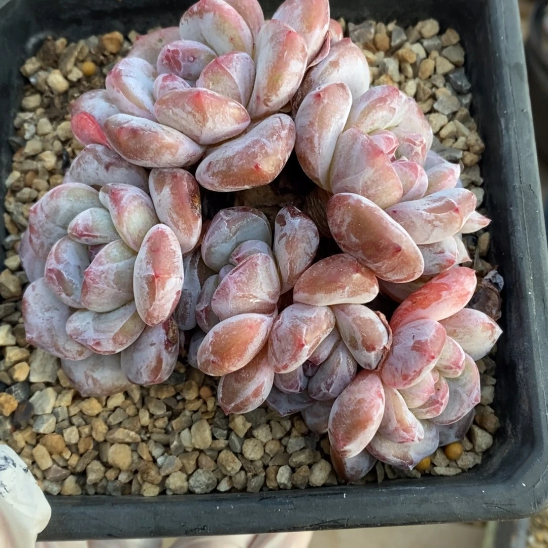 六头黄透粉短肥圆