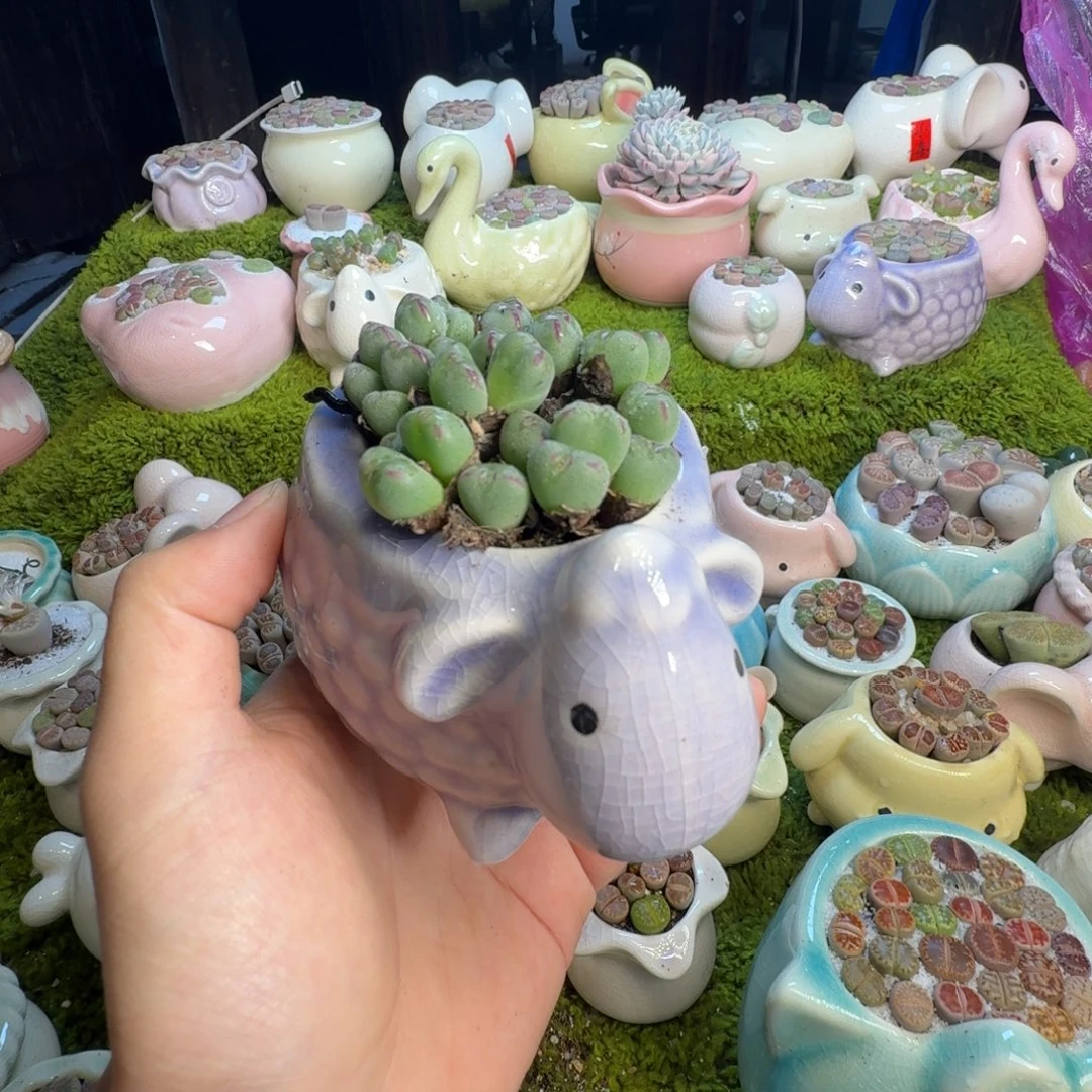 多肉植物和植物1010