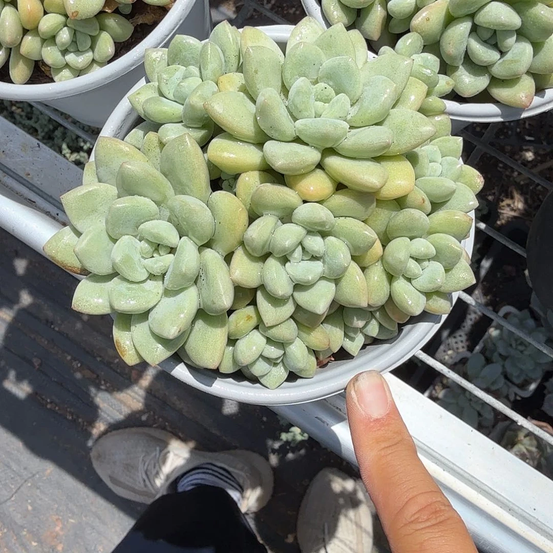 大号泡泡糖多肉植物