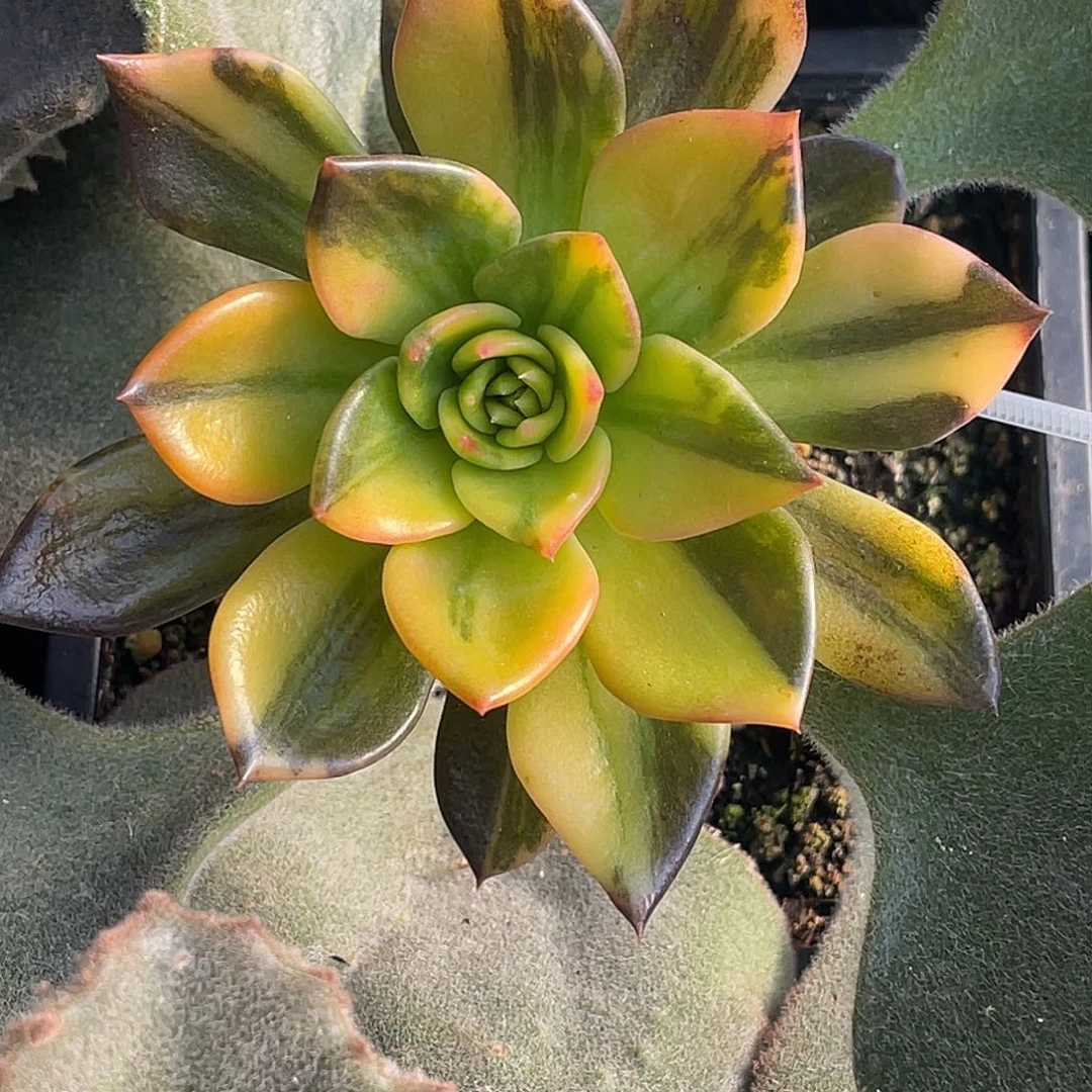 尚品园艺福利锦8347