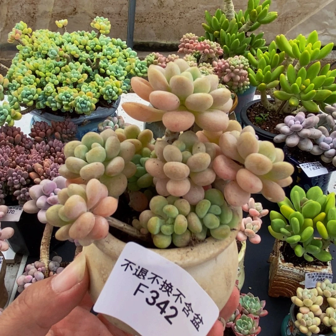 342洛可可6cm多肉