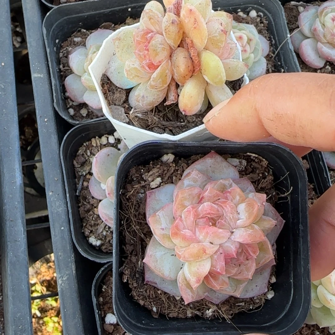小卡拉米糖心一物一拍