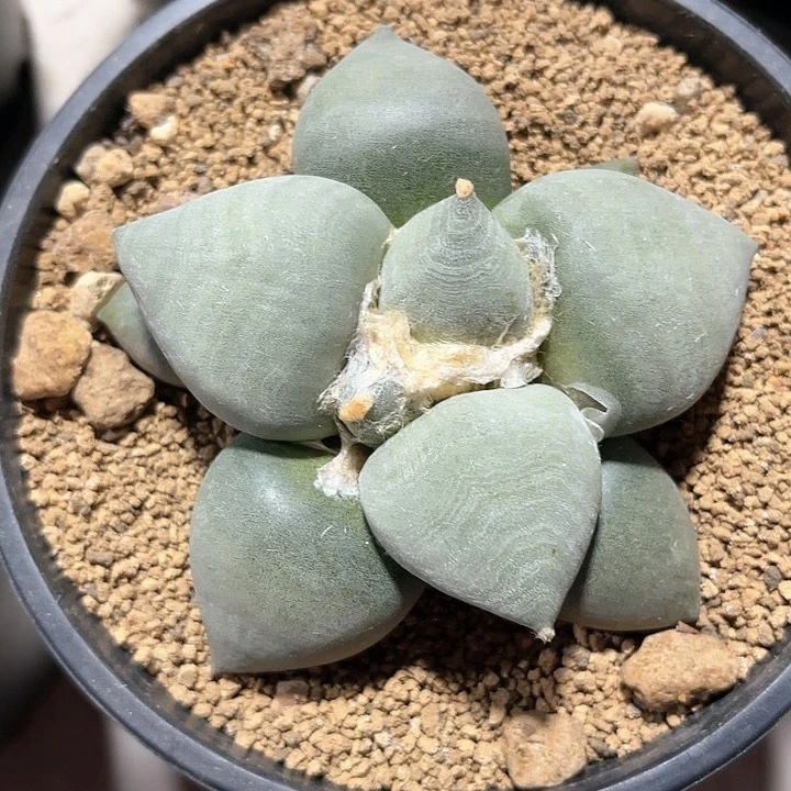 多****。仙人球仙人球开花