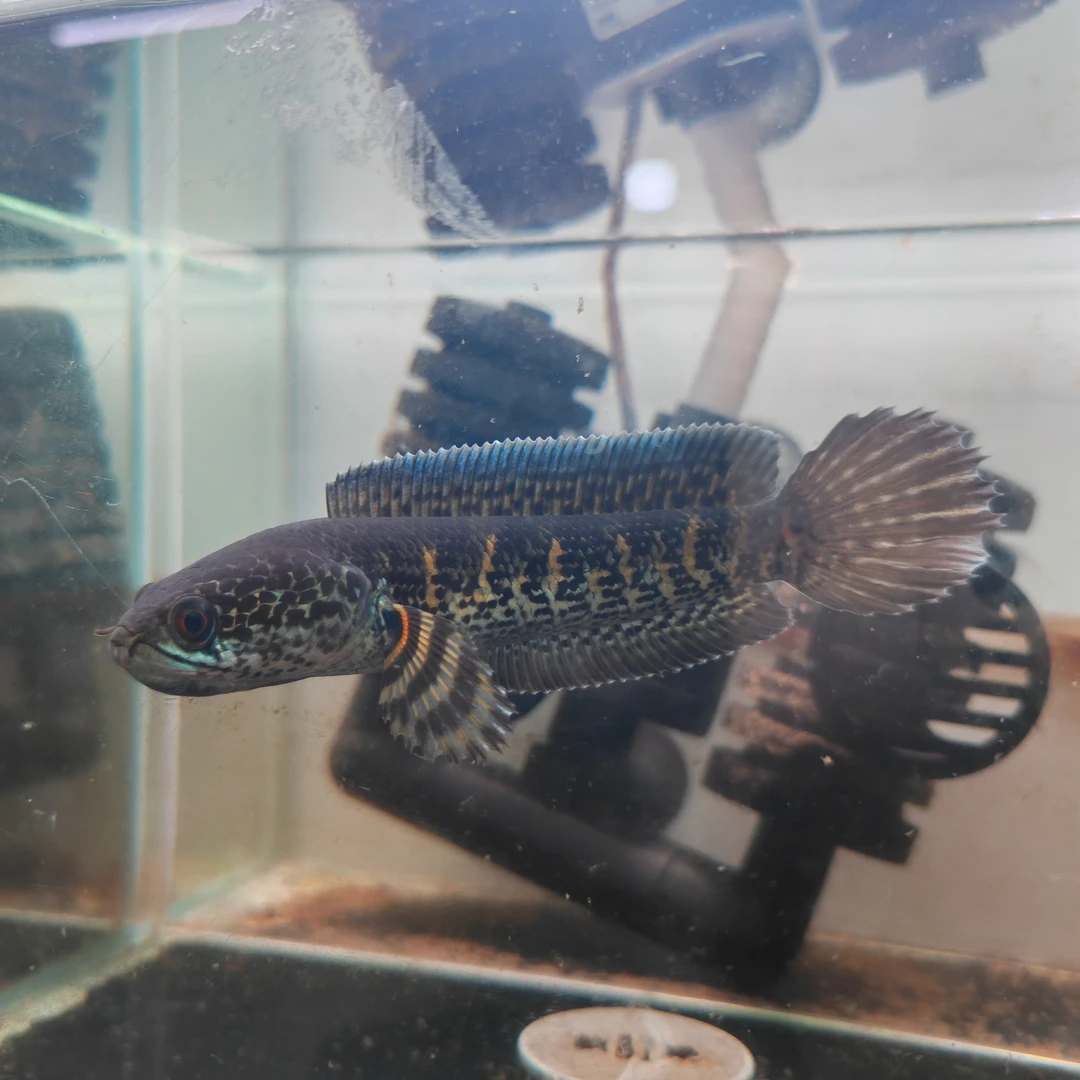 雷龙鱼直播间专拍