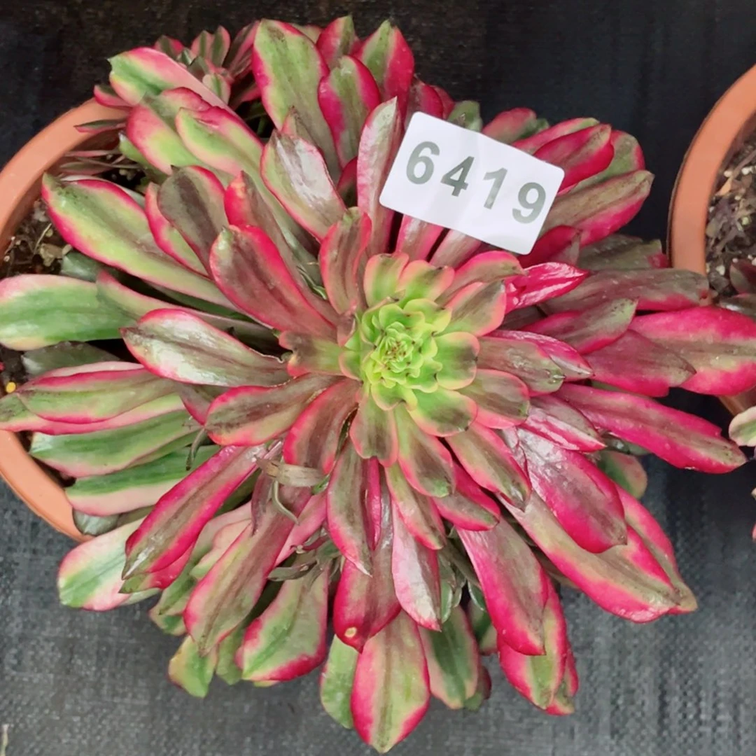 黑**Y云端多肉发货发货