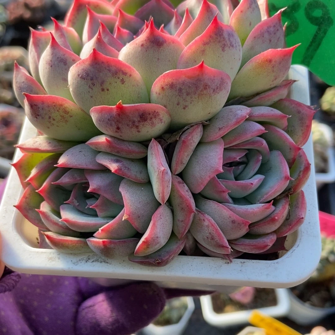 839侧影多肉植物多肉