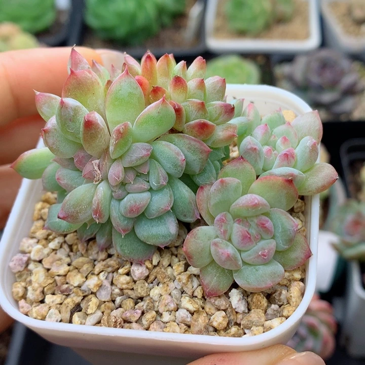 58包邮  群生不包整32