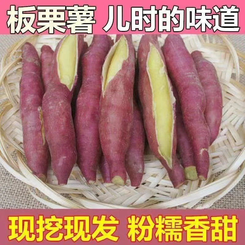 正宗陕西沙地现挖板栗红薯新鲜饱满皮薄香包邮