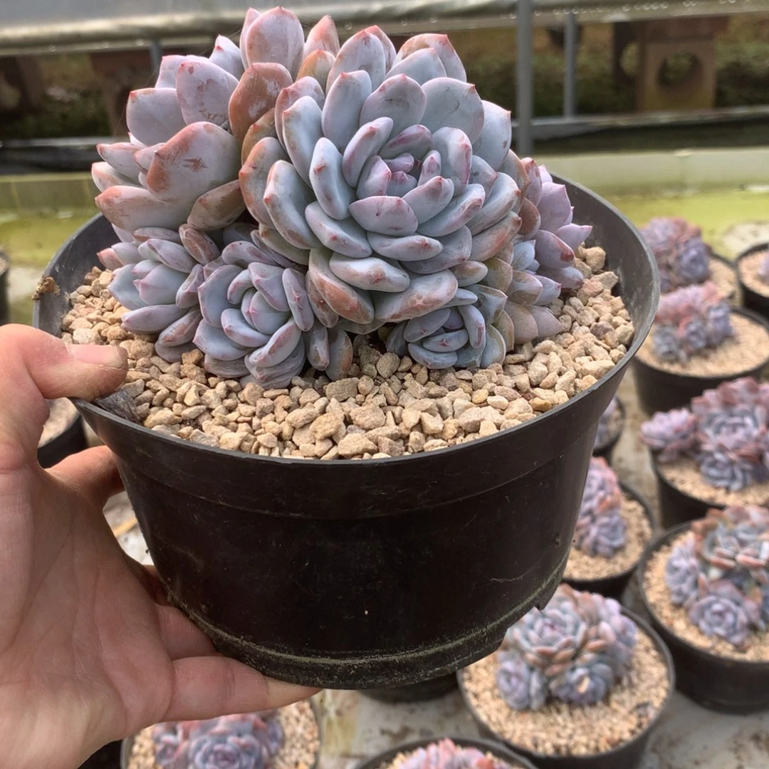 无花朵花花花花花花花花，