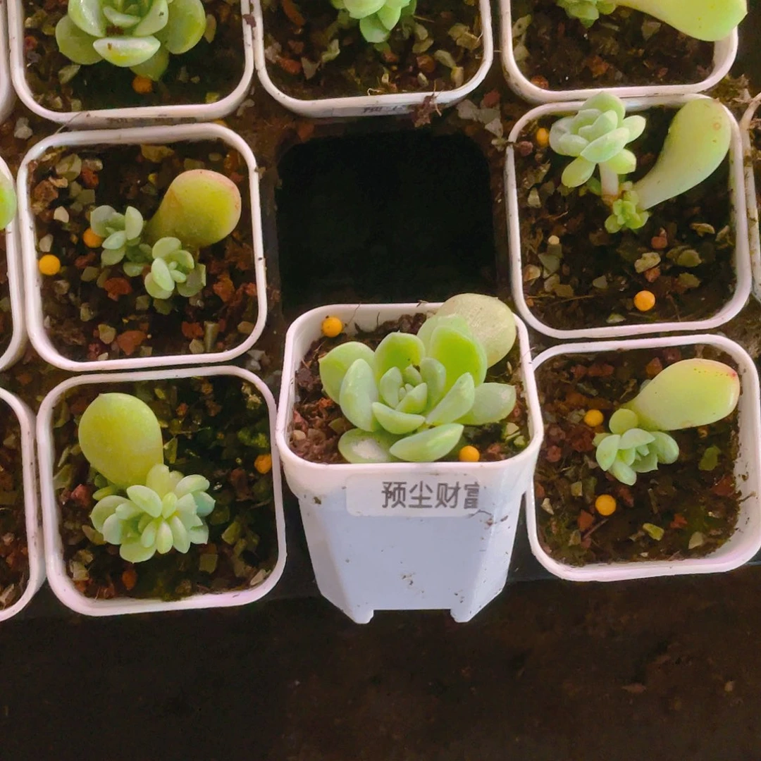 ?预尘财富双头中盆一个满25包邮