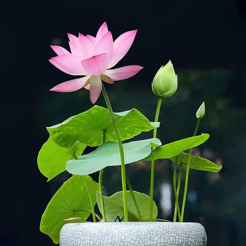 开口碗莲种子 盆栽水培碗莲睡莲四季室内水生荷花绿植花卉种子