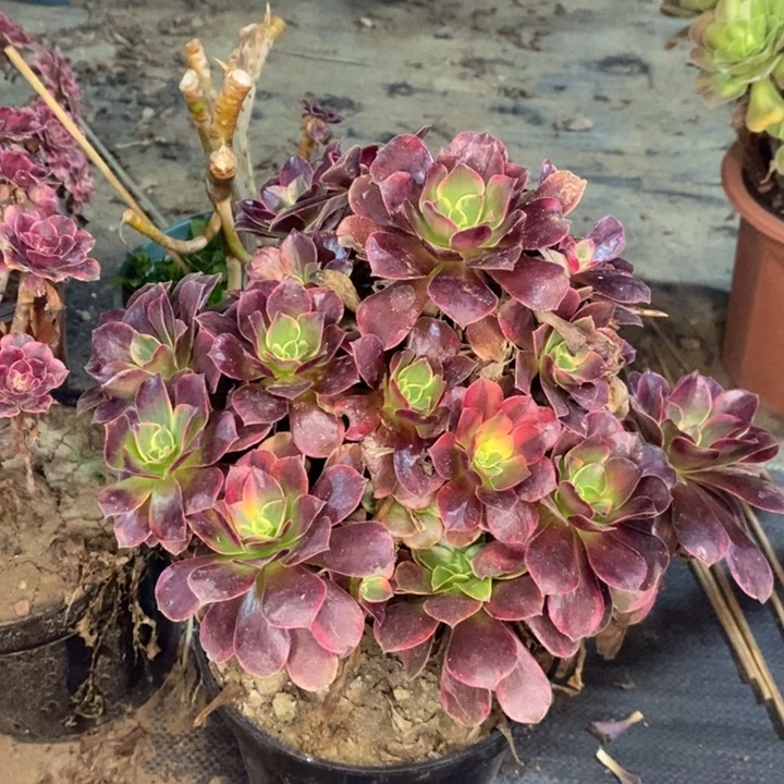 金丝雀多肉植物38。