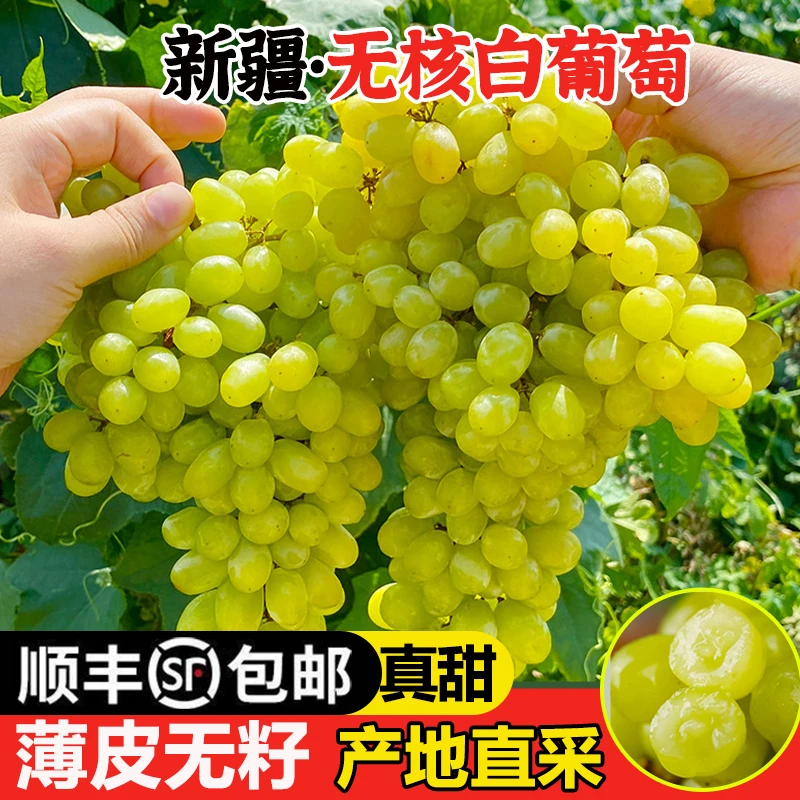 7-19现货【顺丰明日达】TY2吐鲁番核心产区无核白葡萄新鲜现摘应季无籽水果半斤-5斤装新疆维吾尔自治区