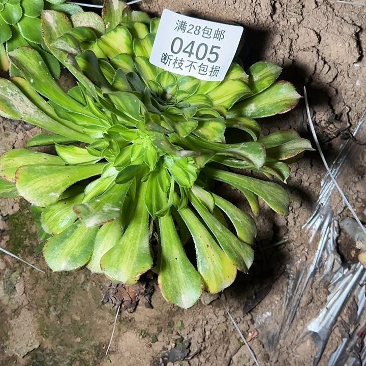 俊***0405无根知否多肉植物