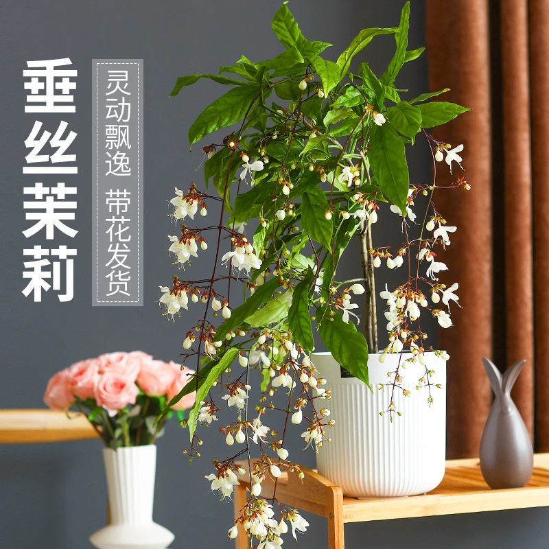 垂丝茉莉盆栽带花苞进口绿植室内花卉四季开花垂钓植物好养大苗