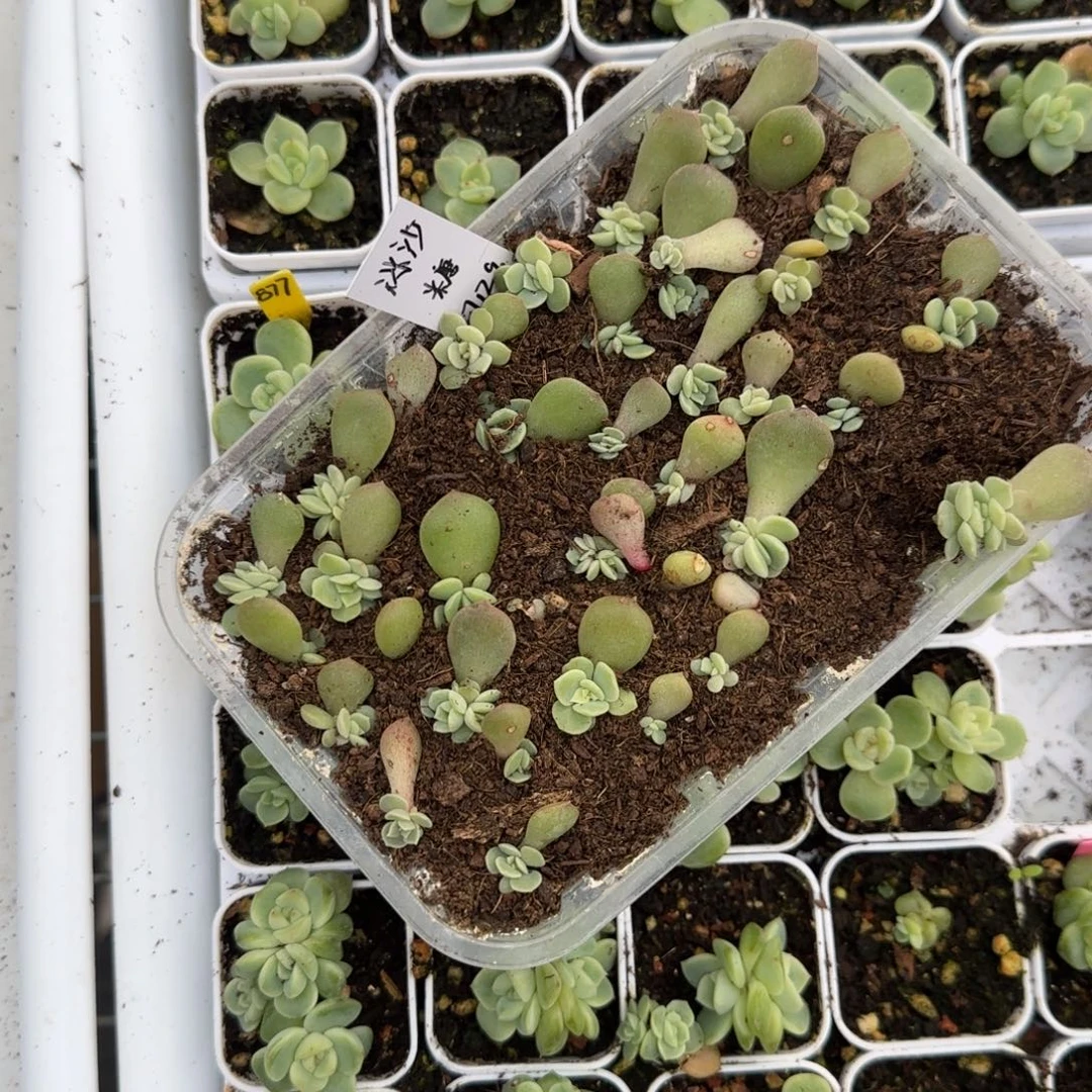 冰沙穴一个满25包邮