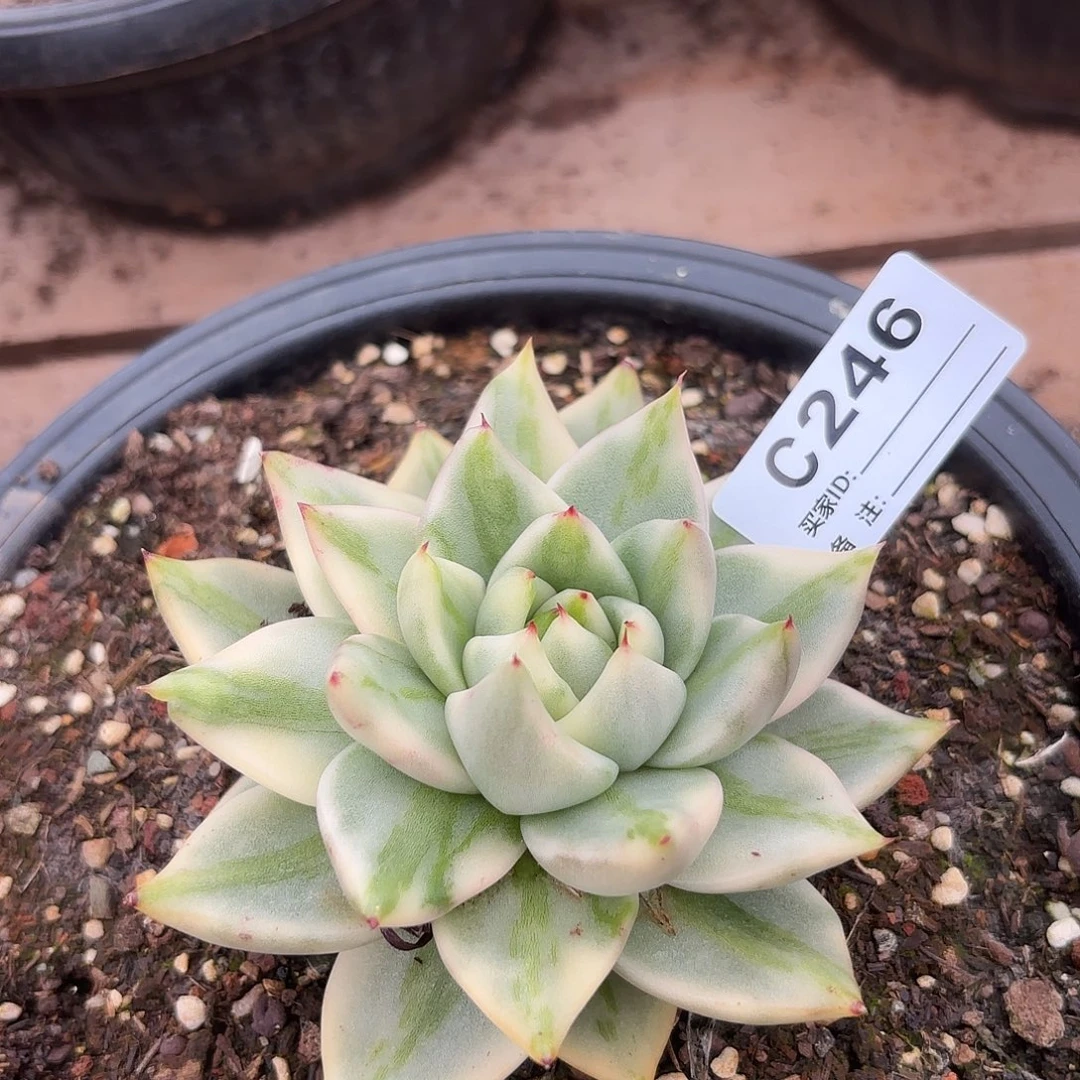 若如东云单拍C246