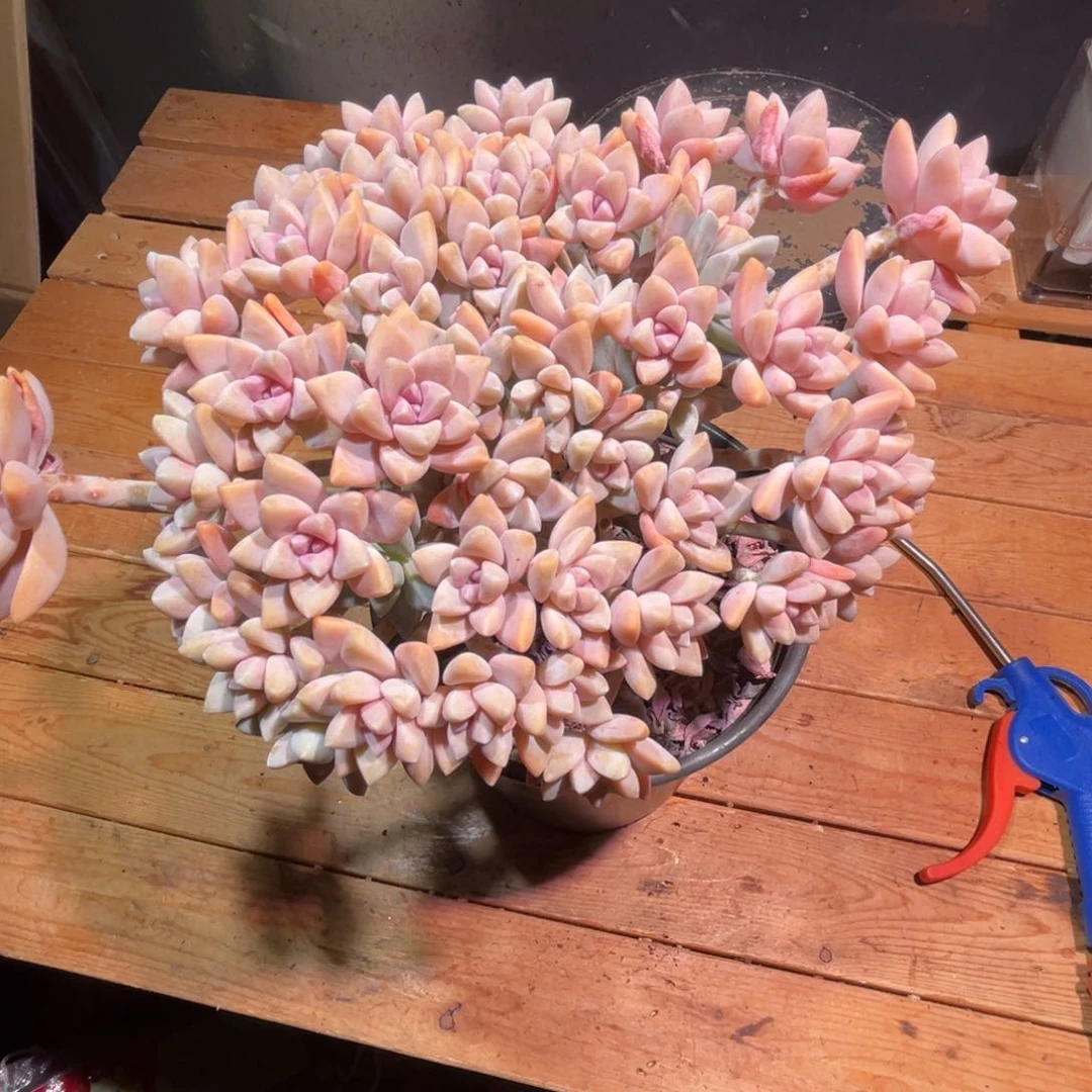 涅**生一物一拍，ji' yang