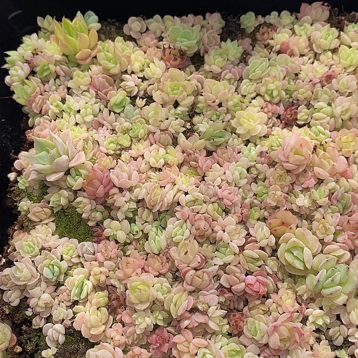 121 多肉植物盆栽花卉植物