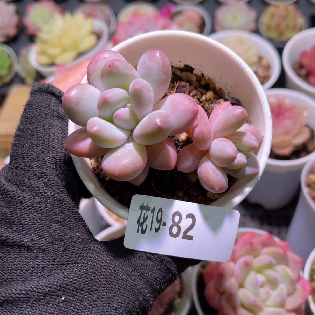 花19-82香水双头