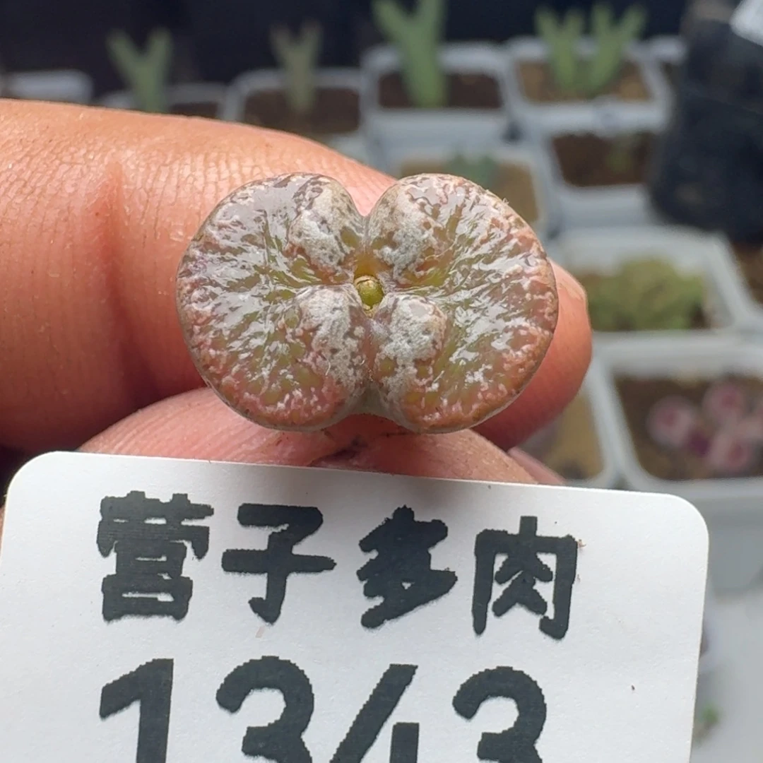 超碟。