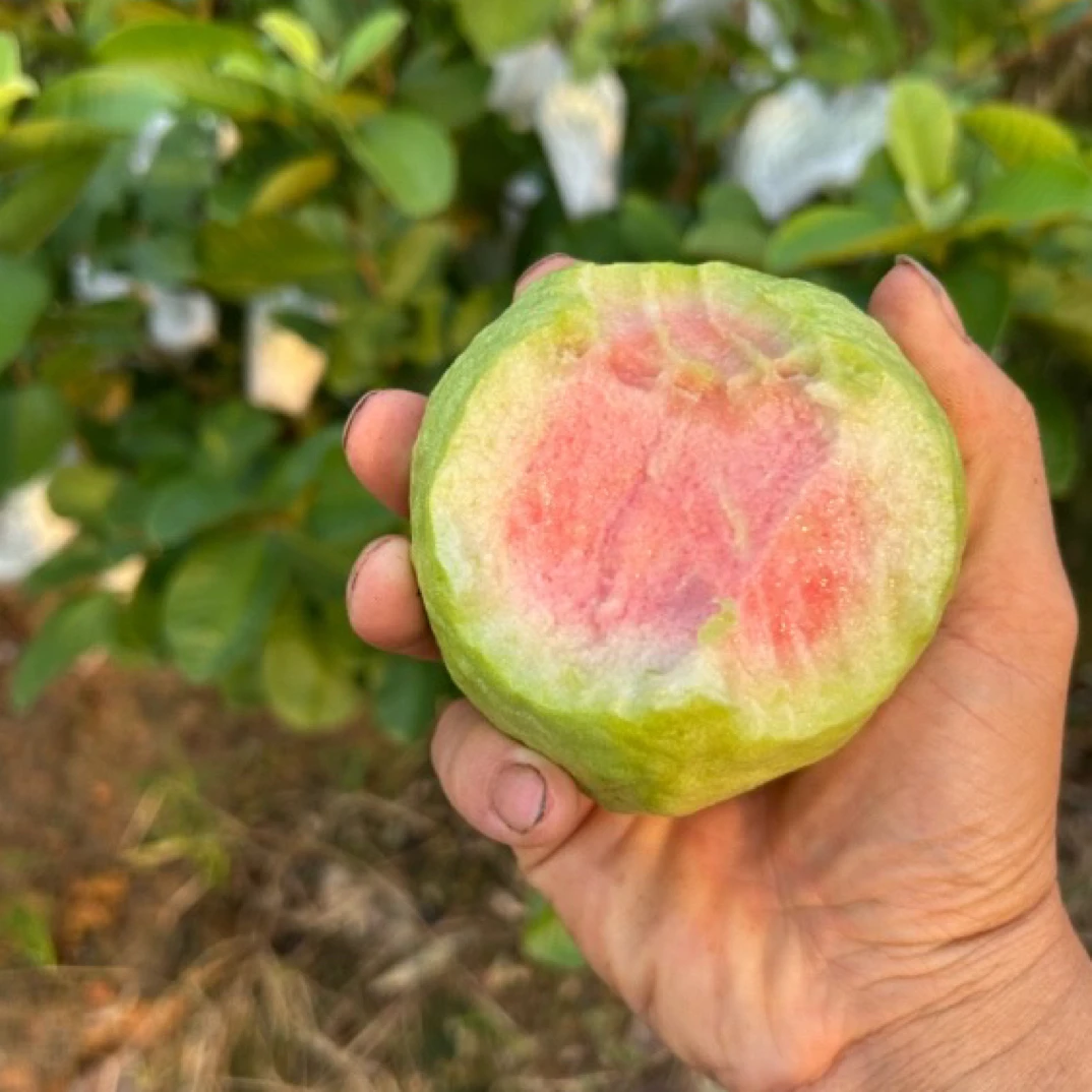 红宝石番石榴芭乐果树苗