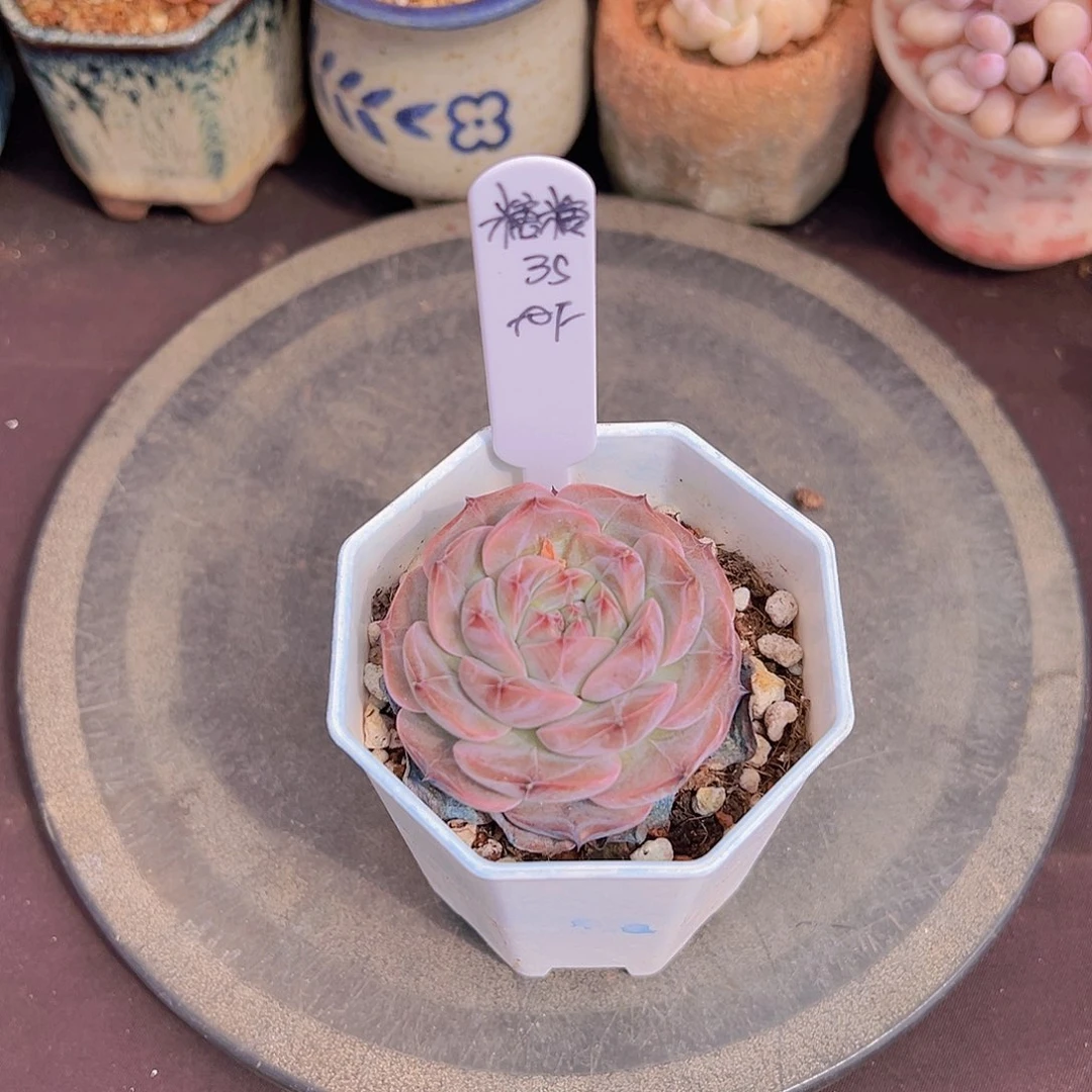 T****糖新品，多肉植物