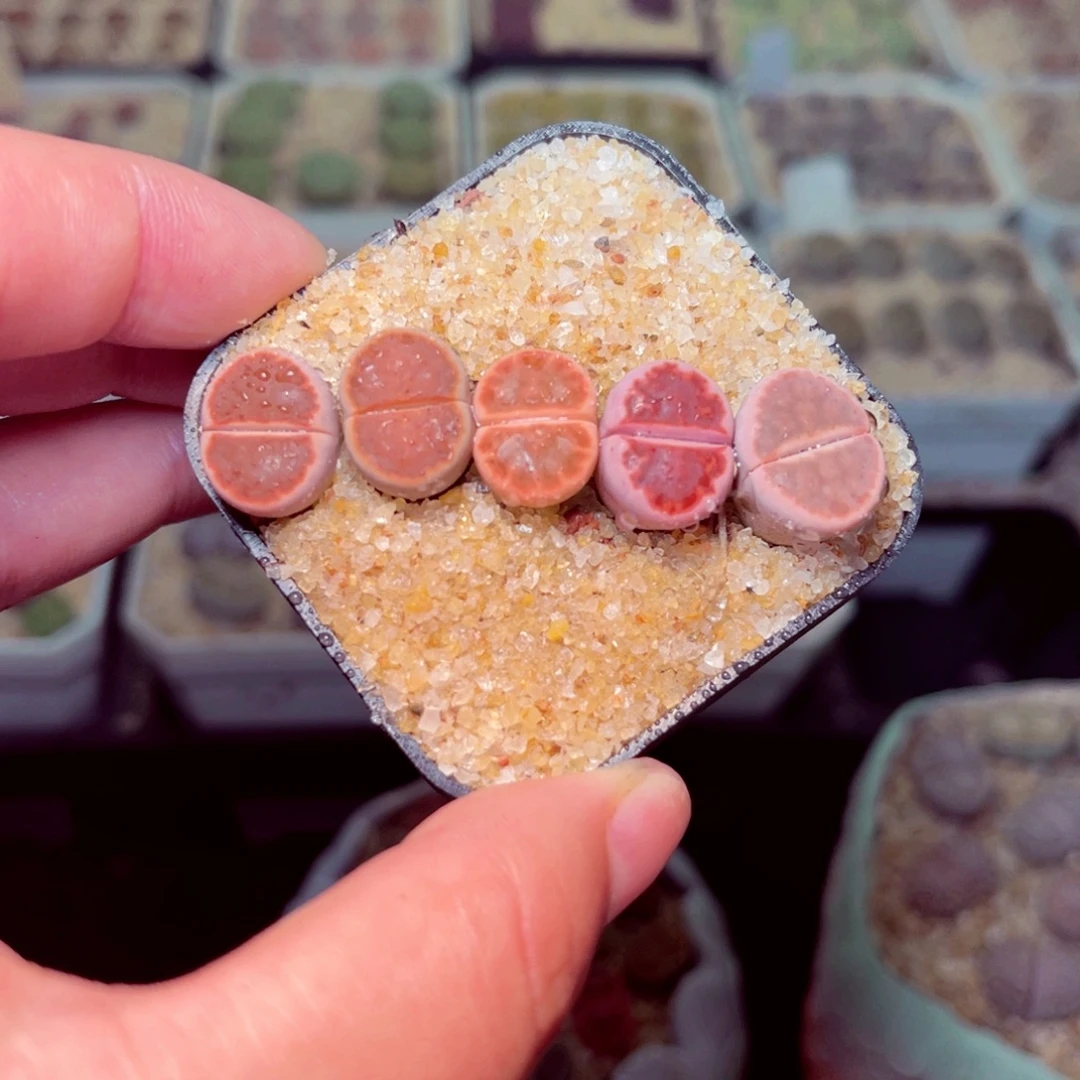 34号带盆包邮发货