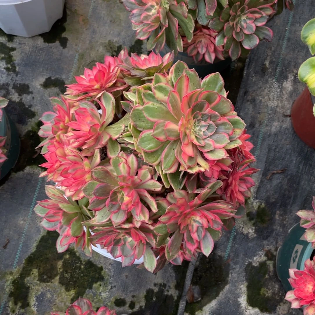 黑魔锦不周正老桩捧花