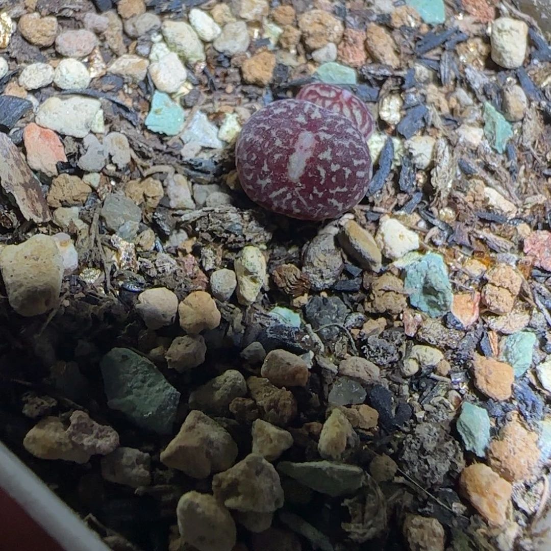 l***u多肉植物超墨40号