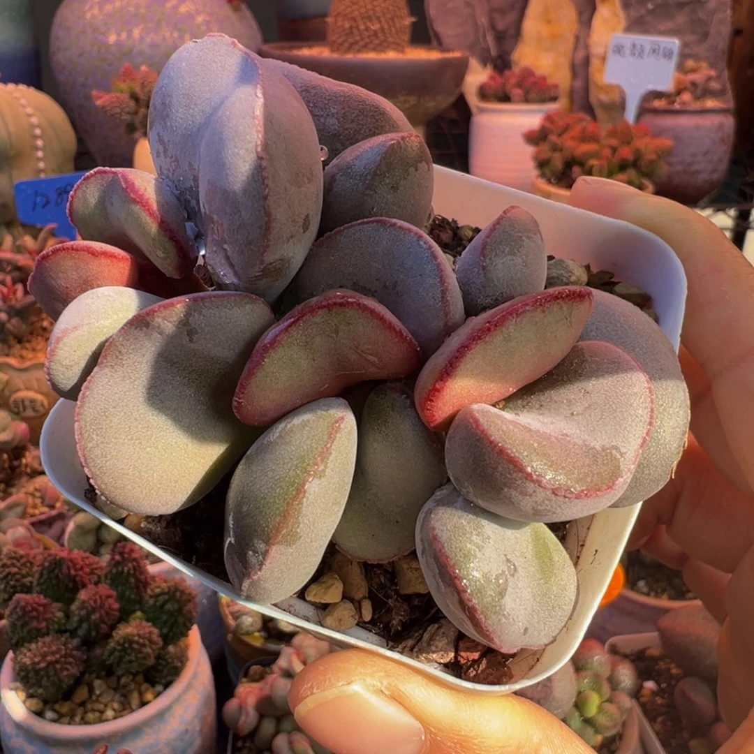 一物一拍，带盆发货