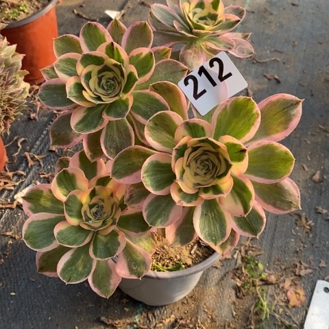 艳姿锦多肉植物法师不包损