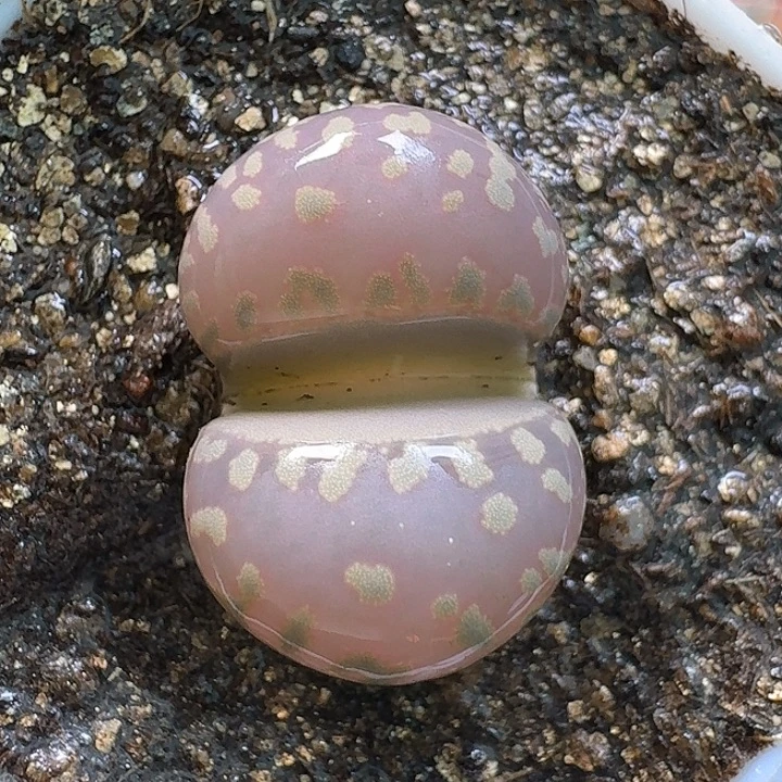 生石花生石花。   215