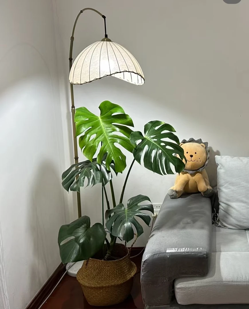 老桩独杆大叶龟背竹4-6片叶子随机发货室内净化空气办公客厅绿植