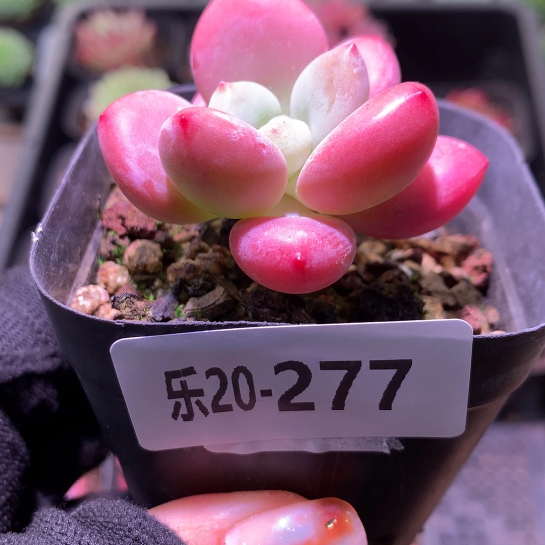 乐然20-277 洛神