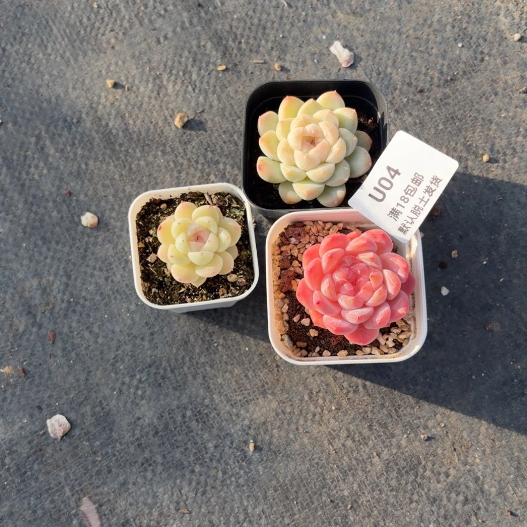 只****04东篱下多肉植物哈哈哈04