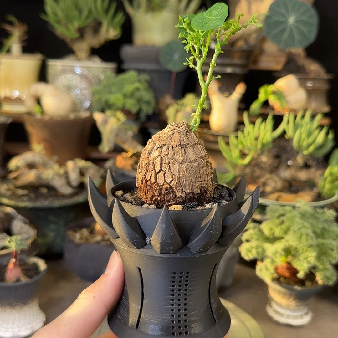 一物一拍老家龙甲龟120