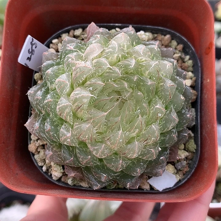 翠云一物一拍带盆