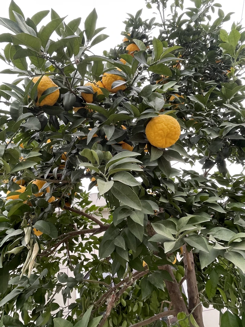 湖北松滋八宝野生酸泡柑臭皮柑（下火神器）