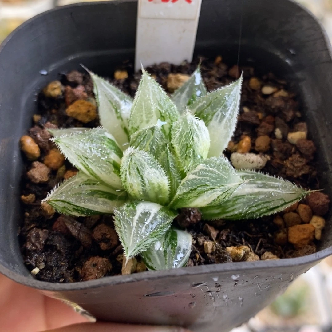 208号绘卷玉露锦发财