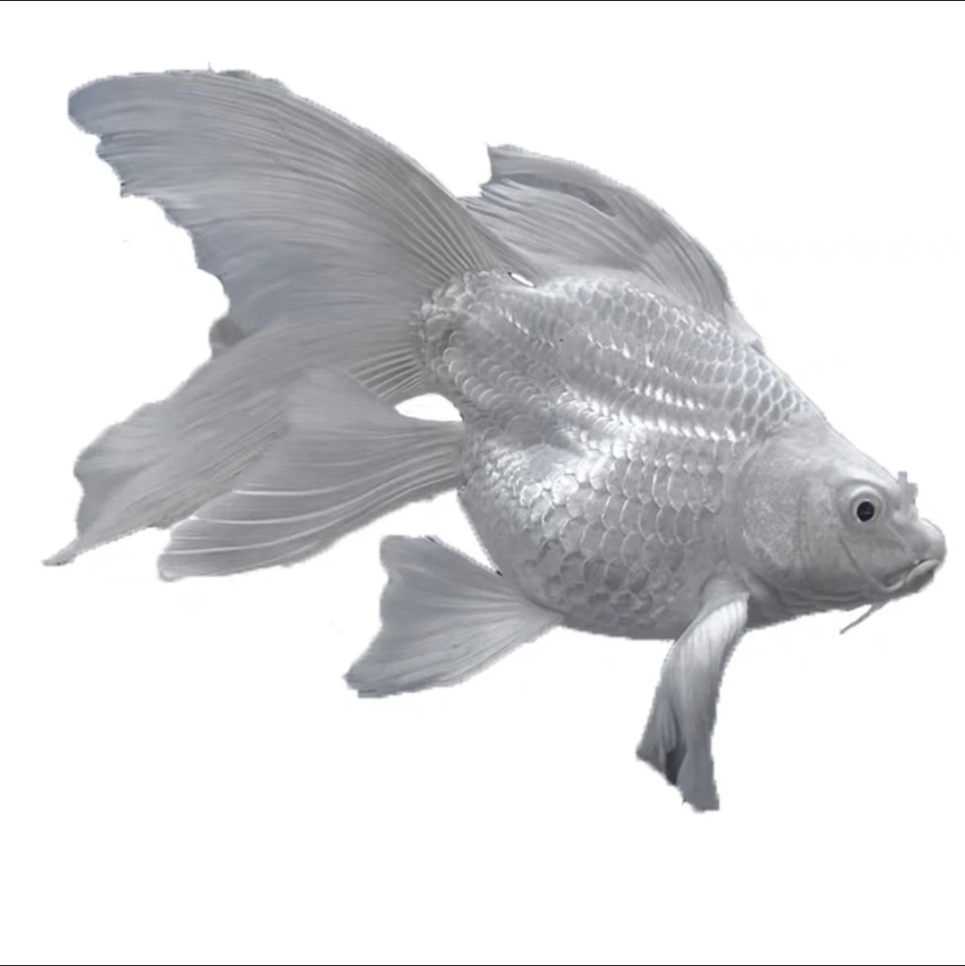 精品白色招财球体蝴蝶鲤 蝴蝶鲤观赏鱼