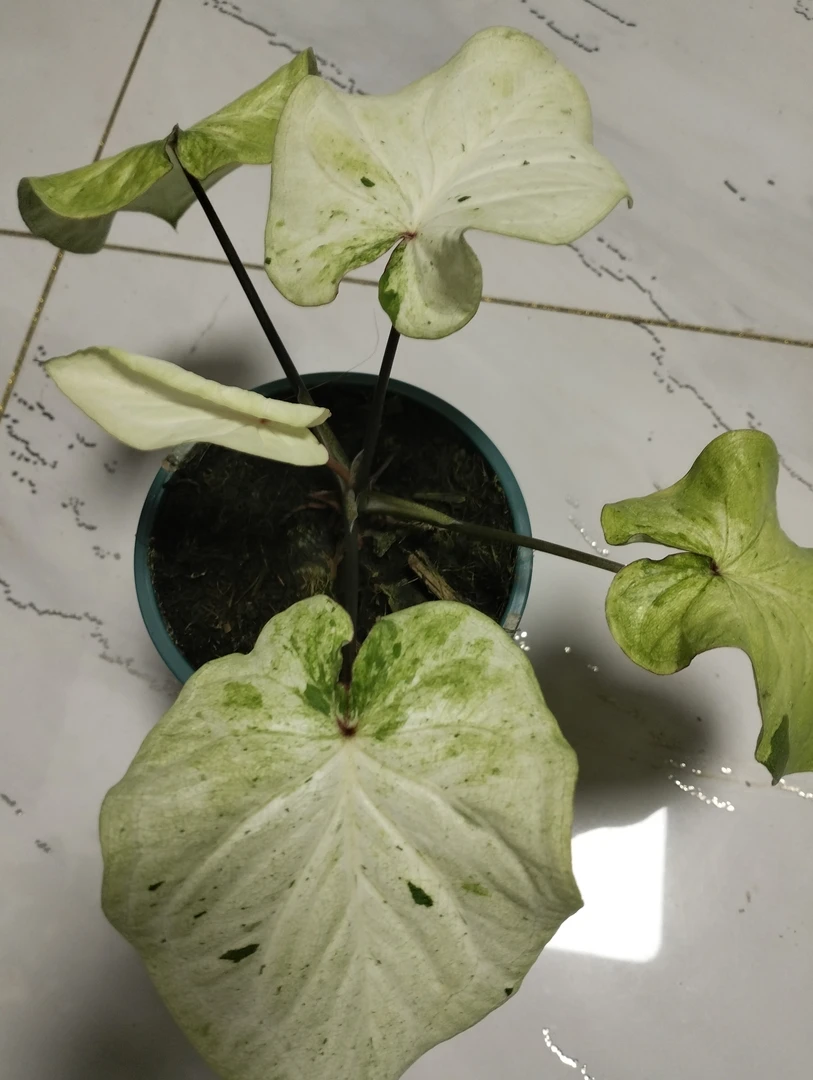 泰彩薄荷糖室内好养的彩叶芋盆栽耐热易活适合阳台客厅摆放